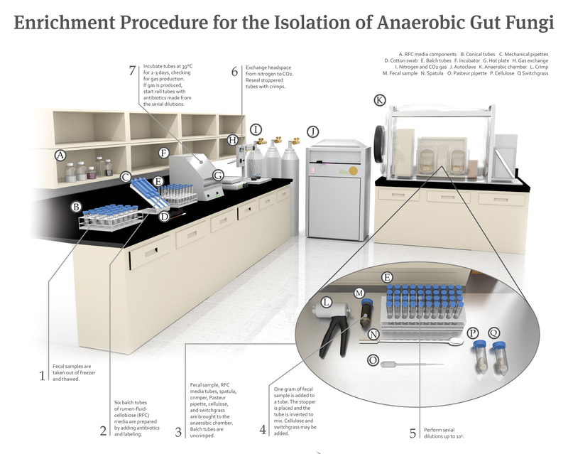 A 3D model of a microbiology lab. There is one long table  receeding back in space with counterspace and overhead cabinets. This table has vials, test tubes, and other equipment necessary for the isolation of anaerobic gut fungi. There are bottles of various chemicals in the overhead cabinets. Along the back of the modeled room there is more scientific equipment including an anaerobic chamber which is a large thick see-through plastic "container" that simulates an oxygen-free environment. This device is sitting on a table identical to the one previously described. There are labels identifying each piece of equipment, and a call-out of the anaerobic chamber to show details of the equipment used in that portion of the procedure. Procedure steps are outlined 1-7 throughout the composition.