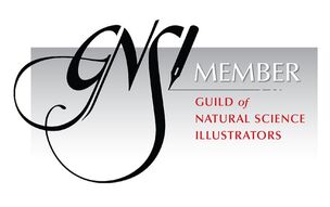 Official icon of the Guild of Natural Science Illustrators, signifying that Emerson is a current GNSI member.