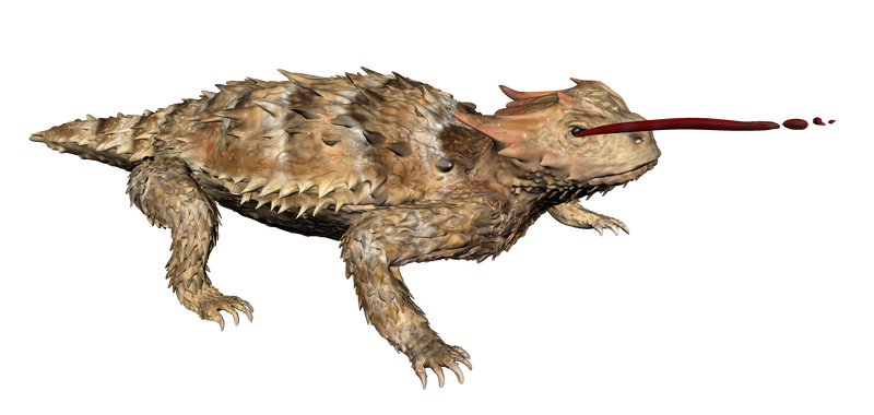 A rendered image of a 3D modeled Blainsville Horned Lizard. It's a short lizard with spikes protruding from nearly all surfaces of its body, with a few large spikes protruding backward from the back of its head. Horned lizards have evolved a defensive mechanism where they can project blood from a gland under their eye, which is also shown in this model.