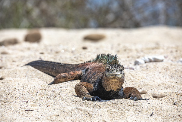 Emerson's photo of a marine iguana on San Cristobal Island in the Galapagos. The iguana is facing forward towards the viewer. It has large green spines with a reddish black body